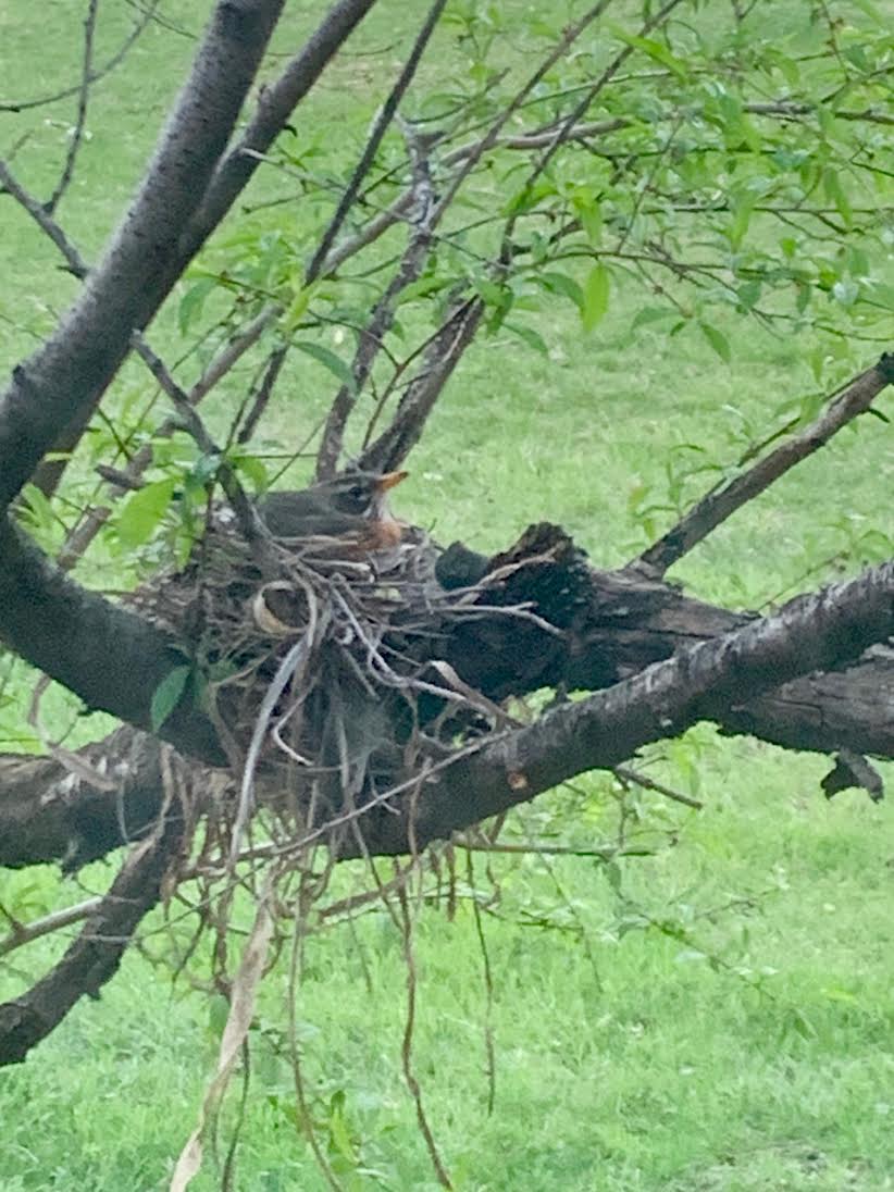 Robin's Nest （コマドリの巣）