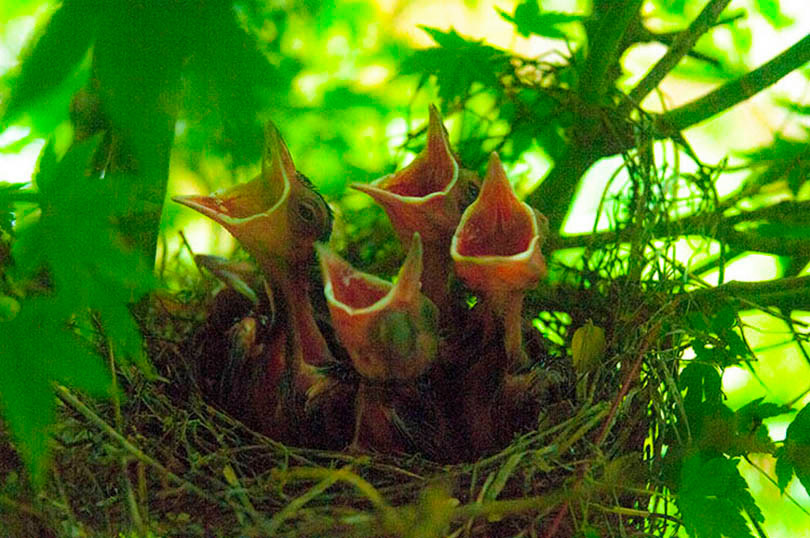 RE:Robin's Nest （コマドリの巣）